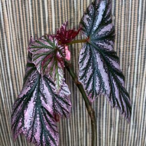 Begonia Pink minx