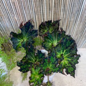 Begonia Shamus