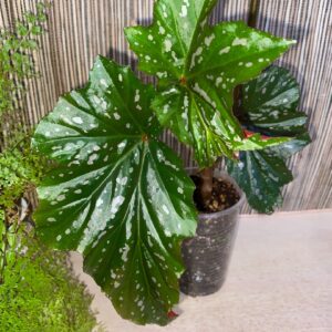 Begonia Sophie Cecile