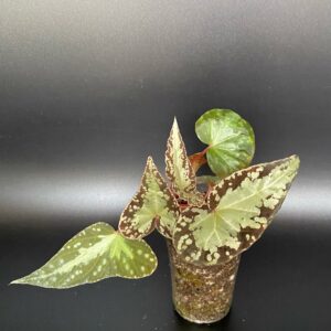 Begonia Variabilis (U642)