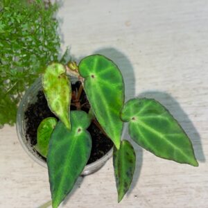 Aridicaulis