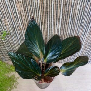 Hatacoa Select Red (U639)