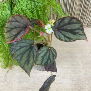 Luzonensis Warb.